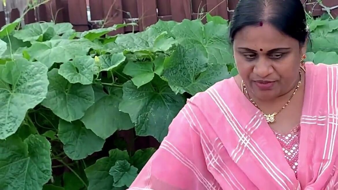 America Tour goes to Telugu! Indian Vegetable Garden Tour! @Raditeluguvlogs