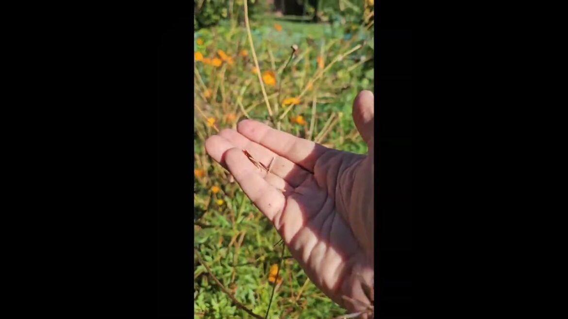 Save Your Flower Seeds To Create A Beautiful Garden Space Next Spring #shorts #garden #cosmosflower