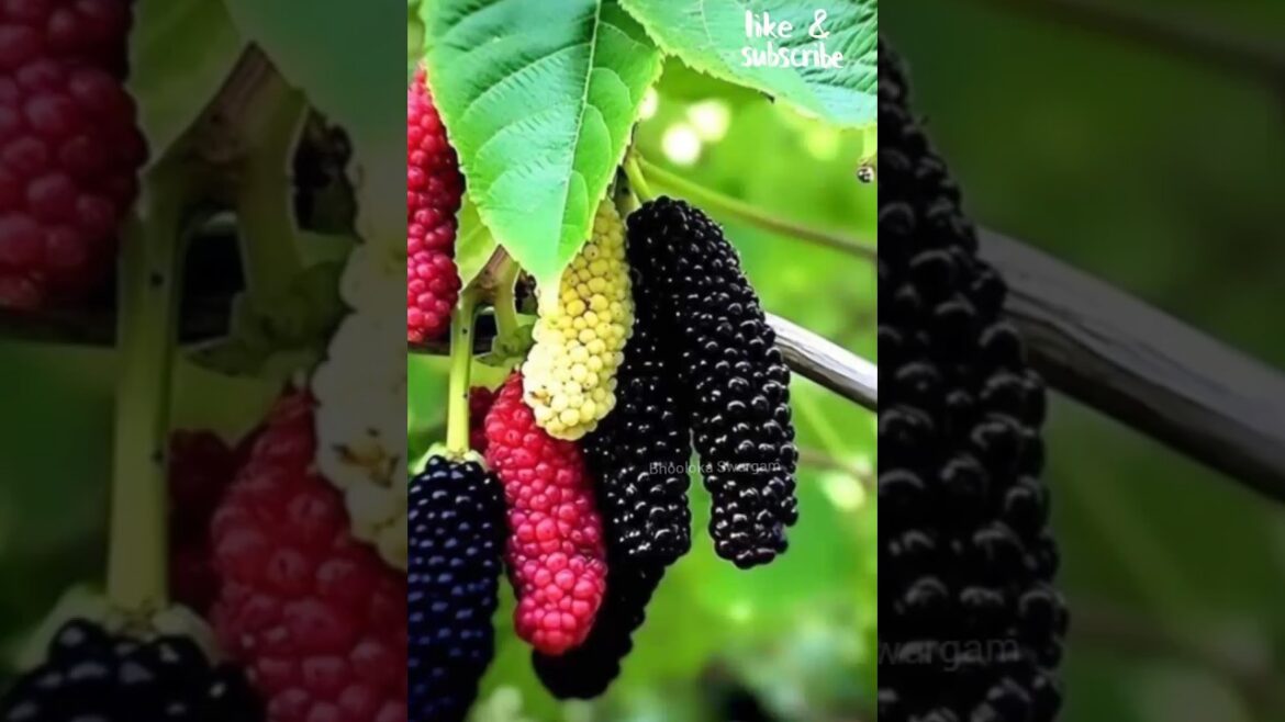 Mulberry harvest in terrace garden #shorts #youtubeshorts #viralvideo #agriculture terrace garden