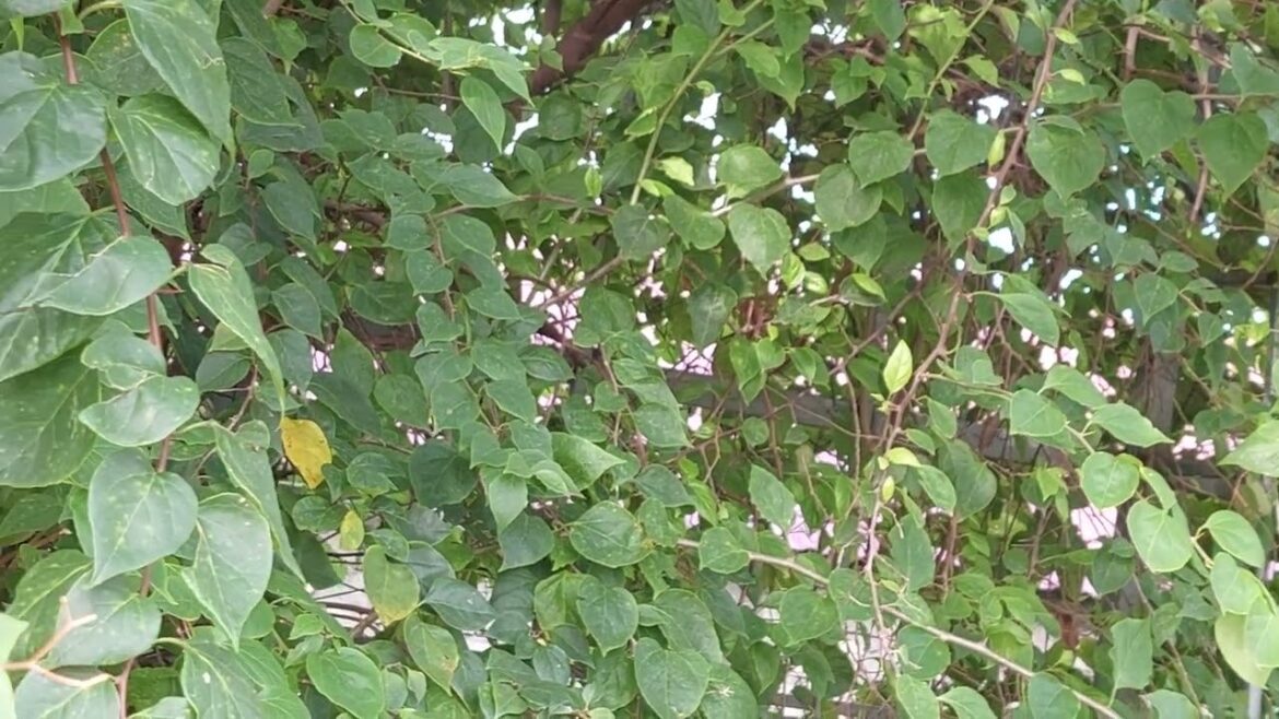 Indoor Gardening: Bringing Clean Greenery into Your Home