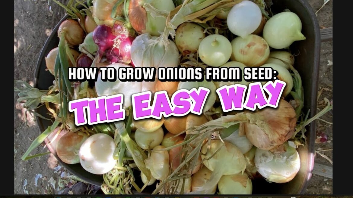 How to grow onions from seed: The easy way