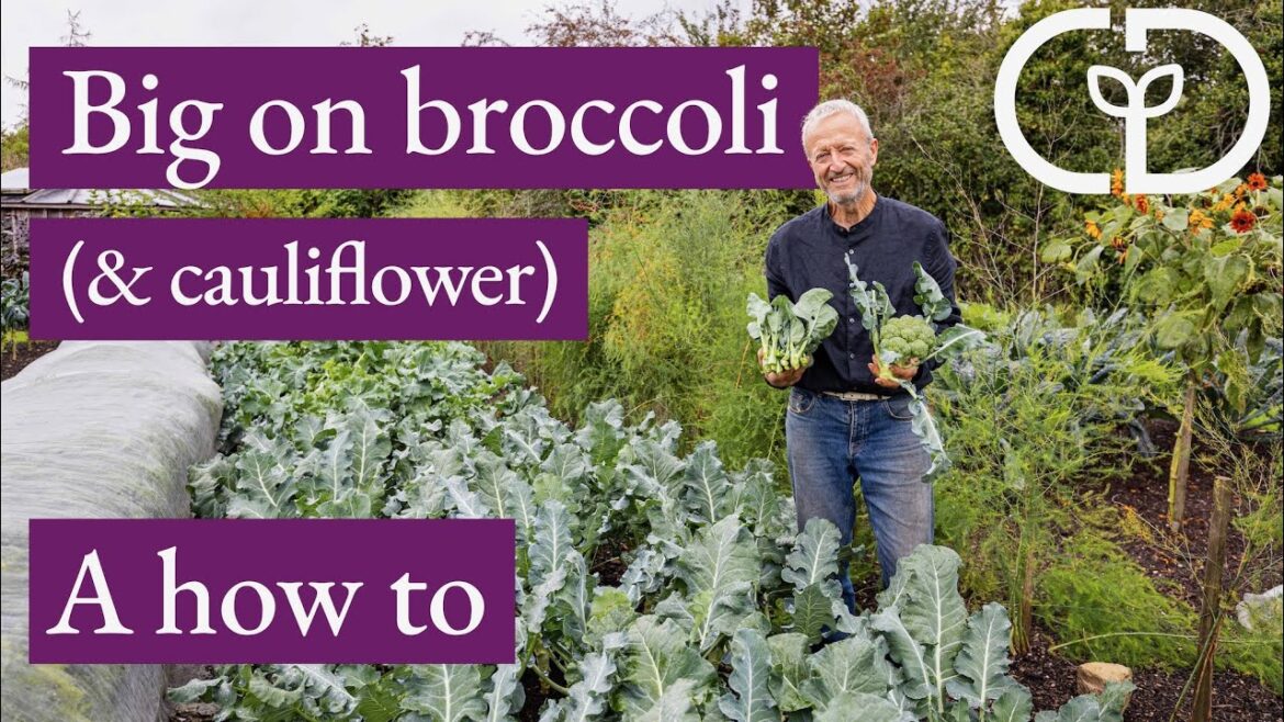 For harvests in autumn mostly, the key sowing date and a taste comparison For harvests in autumn mostly, the key sowing date and a taste comparison