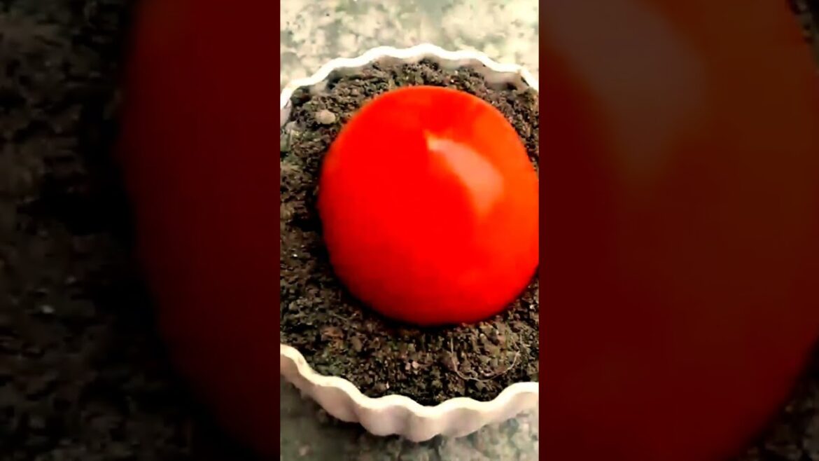 टमाटर के फल से नर्सरी तैयार करें / gardening tips in hindi