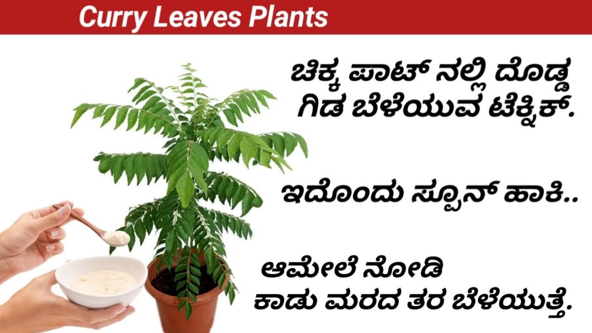 How Grow Curryleaves Plants/Growing tips for healthy bushy curryleaf plant/ಕರಿಬೇವಿನ ಗಿಡದ ಆರೈಕೆ.