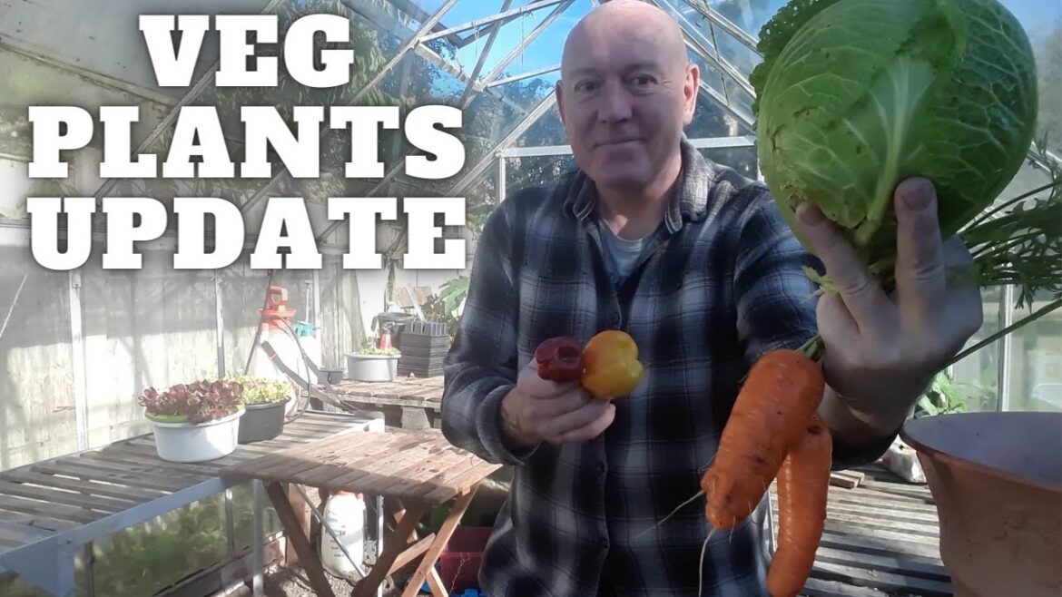 Checking the Vegetable Plants After A Week Away [Gardening Allotment UK] [Grow Vegetables At Home ]