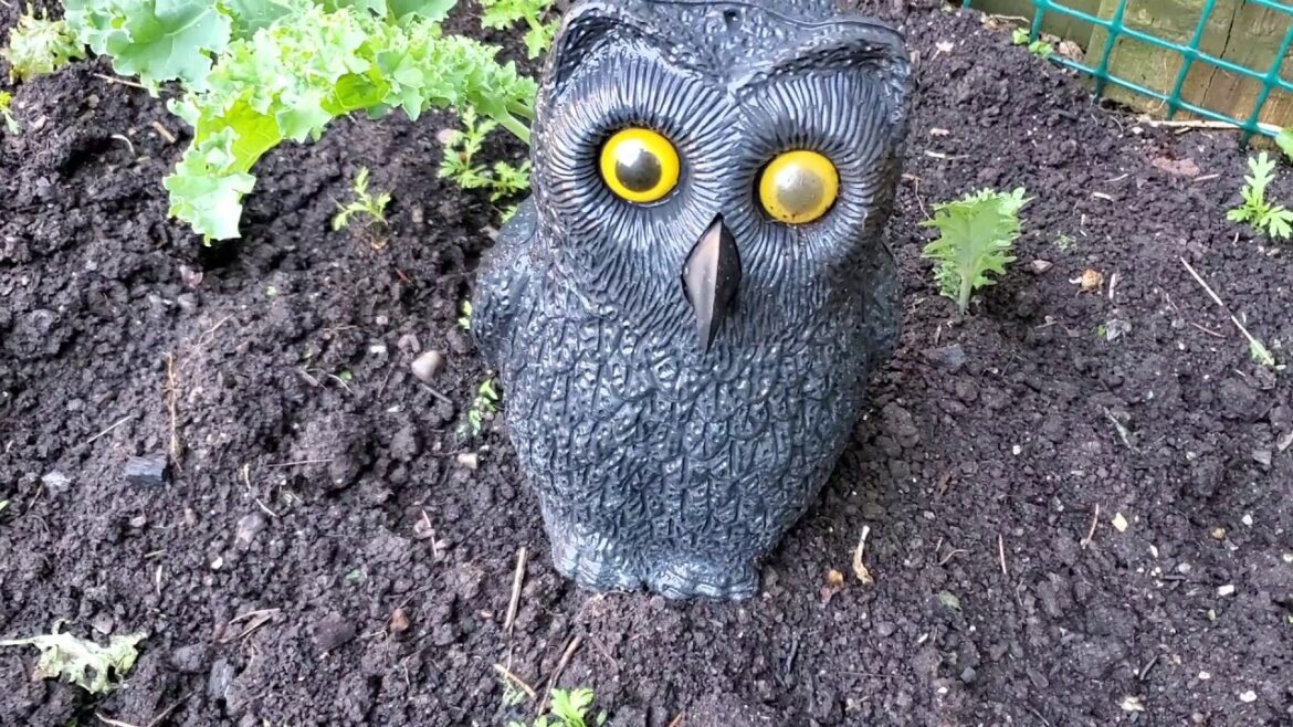 GARDENING UPDATE|VEGETABLE GARDENING|SUMMER GARDENING|