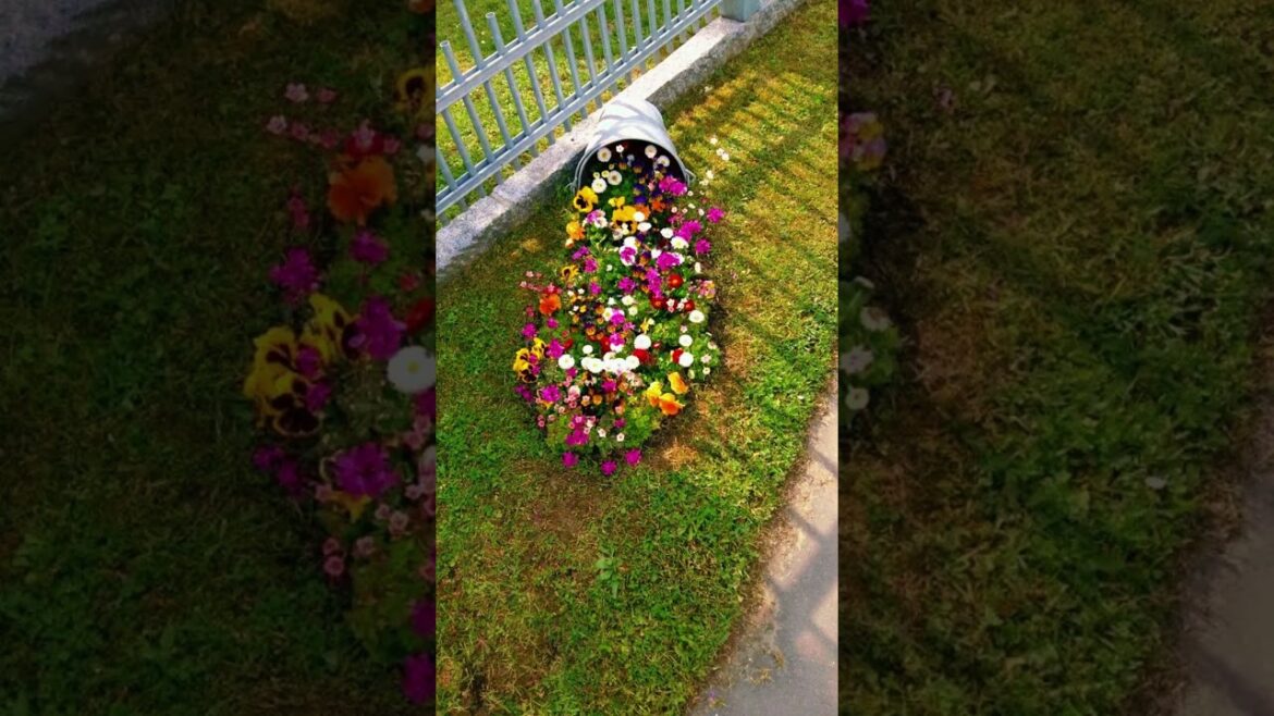 Cheap front yard landscaping ideas #shorts #viral #frontyard