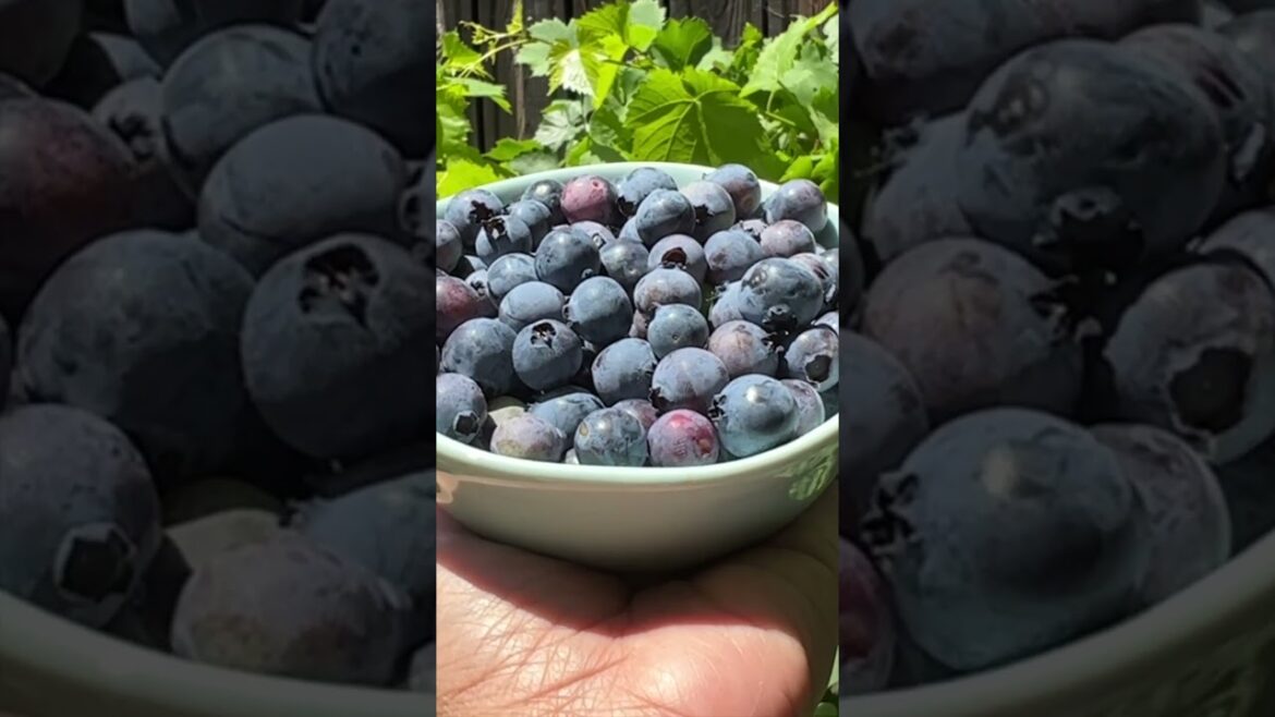 Berries from the backyard garden #shorts #shortvideo