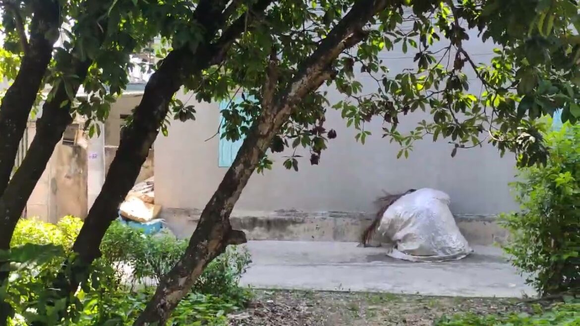 Sustainable Herb Gardening: Aromatic Treasures from My Clean Garden