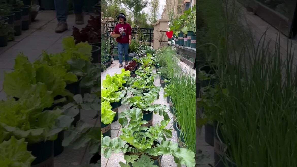 vegetable garden at home 💯❤️🔥💯 #shorts #youtubeshorts vegetable garden at home 💯❤️🔥💯 #shorts #youtubeshorts