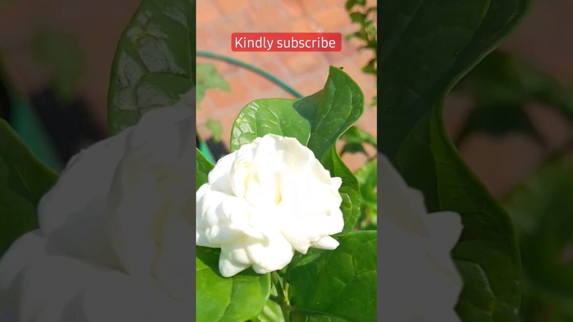 Abundant Terrace Garden: Kundu Mali, Tomato, and Mulai Plants Thriving in My Green Haven! 🌱 Abundant Terrace Garden: Kundu Mali, Tomato, and Mulai Plants Thriving in My Green Haven! 🌱