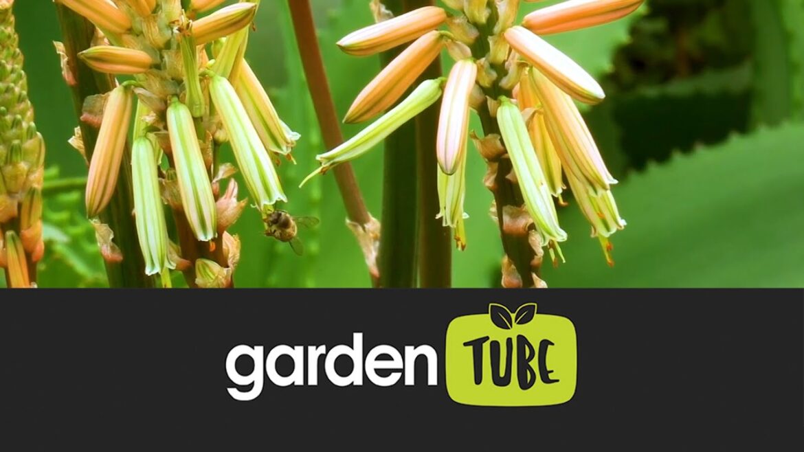 Creating Biodiversity In Your Garden