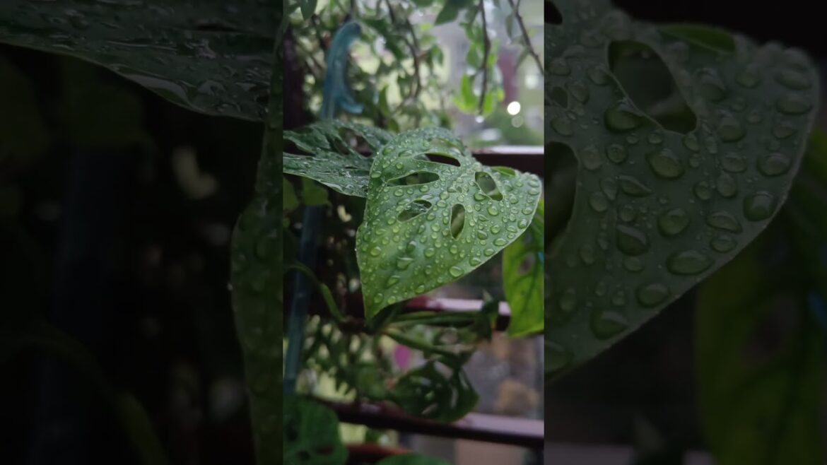 #gardening My percious balcony garden. 28 #plants #gardening #gardenscapes #ytshorts #asmr #garden