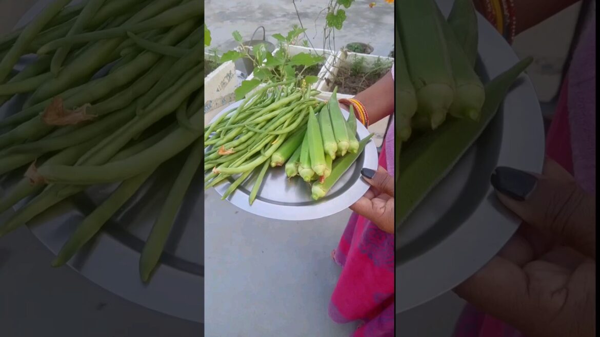 Harvesting Vegetables #shorts #shot #terrace #gardening Harvesting Vegetables #shorts #shot #terrace #gardening