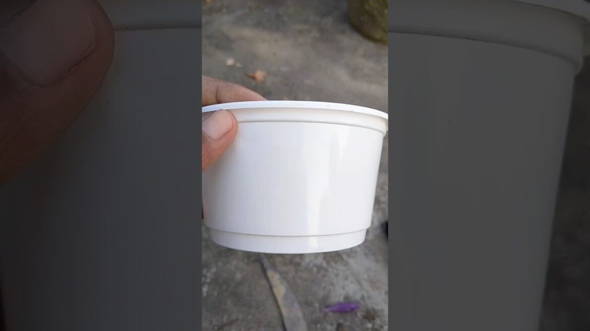 food container diy#plants#garden#turtlevine#lovegardening#like#diycrafts#plantcare#youtubeshorts💐☘️🪴