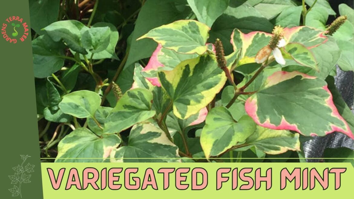 Variegated Fish Mint (Houttuynia cordata 'Chameleon'): A Colorful Herb for Your Garden!