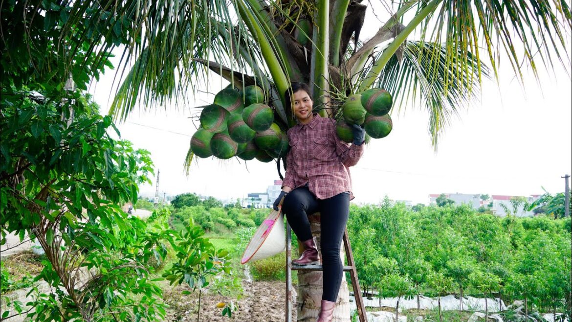 Harvesting Siamese Coconut Goes to the Market Sell - Vegetable Gardening - Alone Life