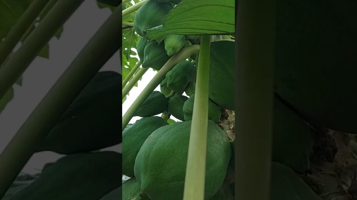 Ma_sha_Allah। #youtubeshorts #shorts #short  #vegetablegarden