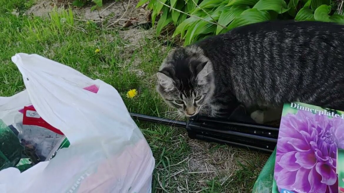 Future Plans And Flower Bulbs