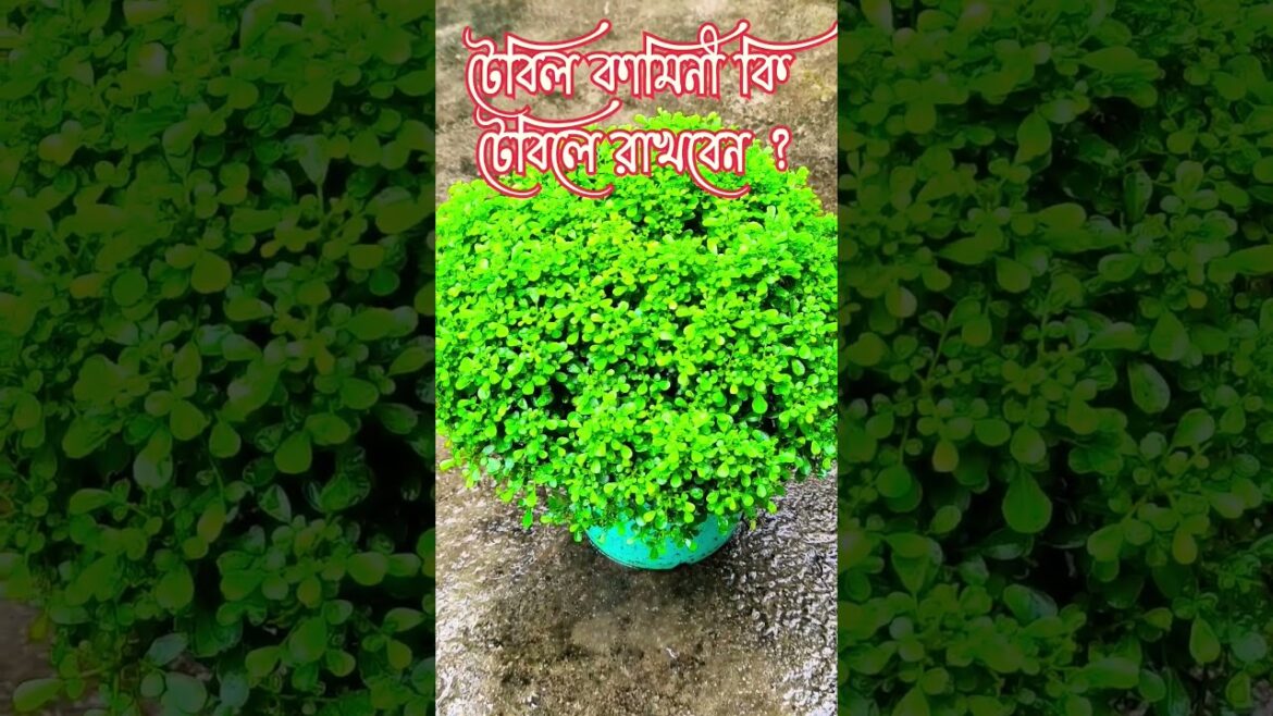 Table Kamini Care | #gardeningtips #gardeningvideos #shortsfeed