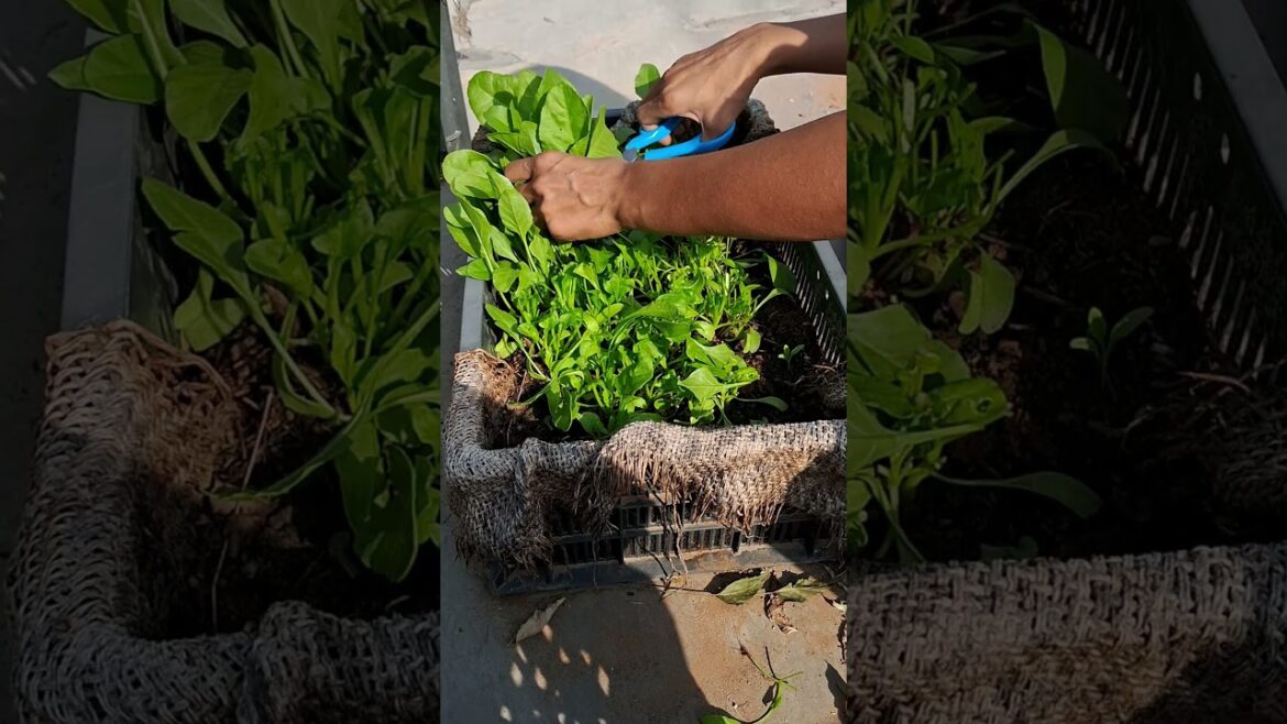 Spinach harvest in my small kitchen garden #nature #shortsvideo #small #gardening #green Spinach harvest in my small kitchen garden #nature #shortsvideo #small #gardening #green