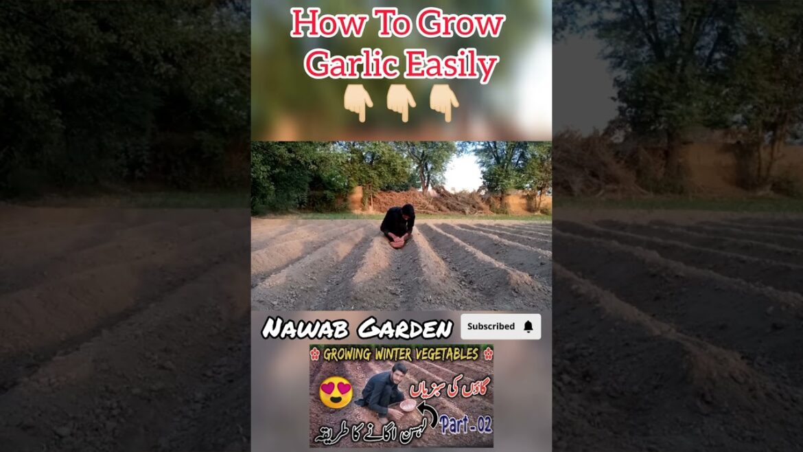 How to grow garlic easily #shorts How to grow garlic easily #shorts