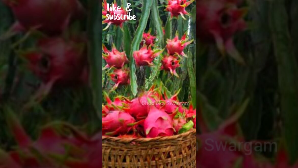 dragon Fruits harvest #youtubeshorts Beautiful Nature with Rural Life #shorts #naturalife #rurallife