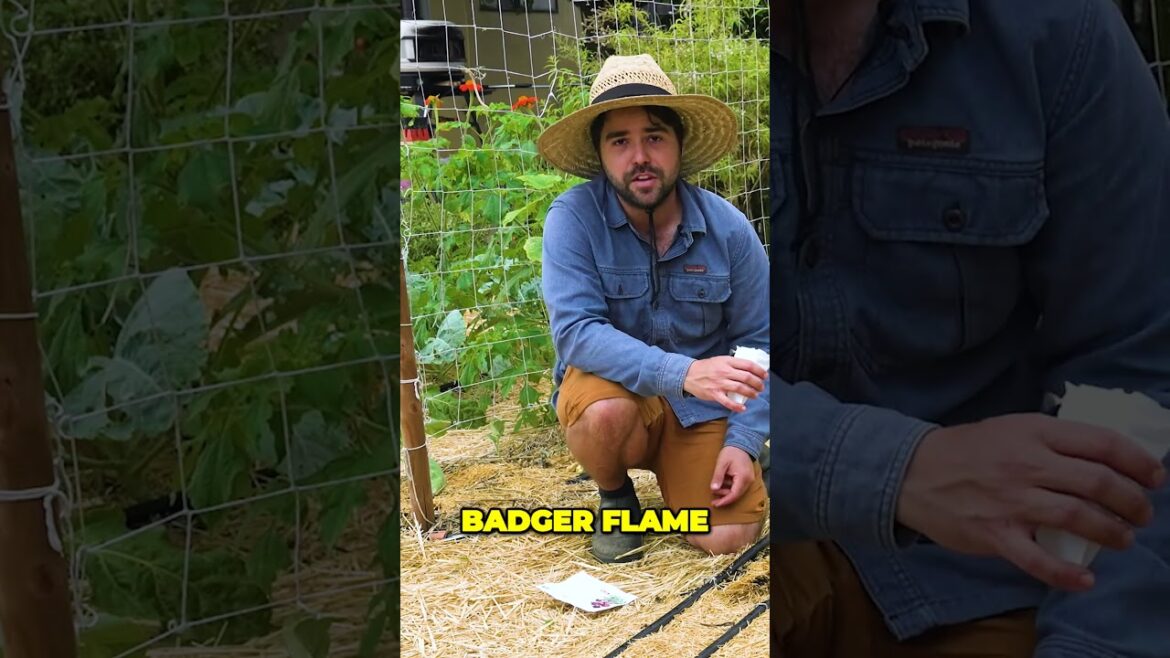 Pickled Beets A Quick and Versatile Garden Delight  #garden