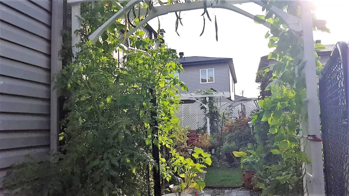 SMALL BACKYARD GARDEN TOUR UPDATE | BACKYARD GARDENING CANADA SMALL BACKYARD GARDEN TOUR UPDATE | BACKYARD GARDENING CANADA