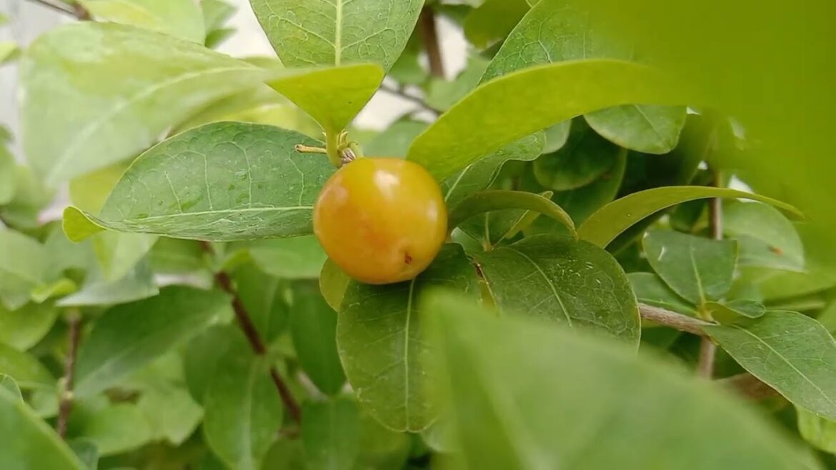 मेरी बागवानी। meri bagwani #gardening #organicgardening #urbangardening #containergardening #gardeni