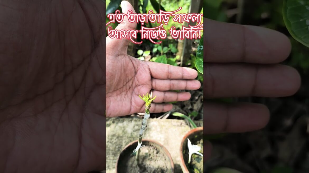 Budding So Fast! #gardeningtips #gardeningvideos #shortsfeed