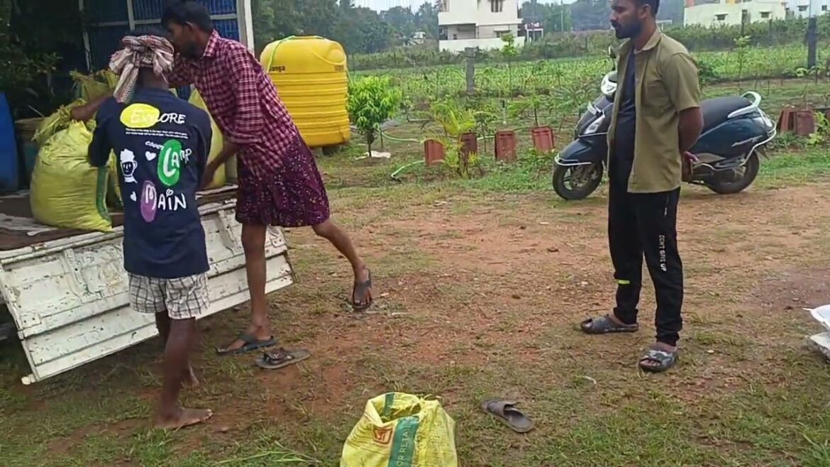 Oh My God! A Huge Plant in Container| Bangalore Agrico