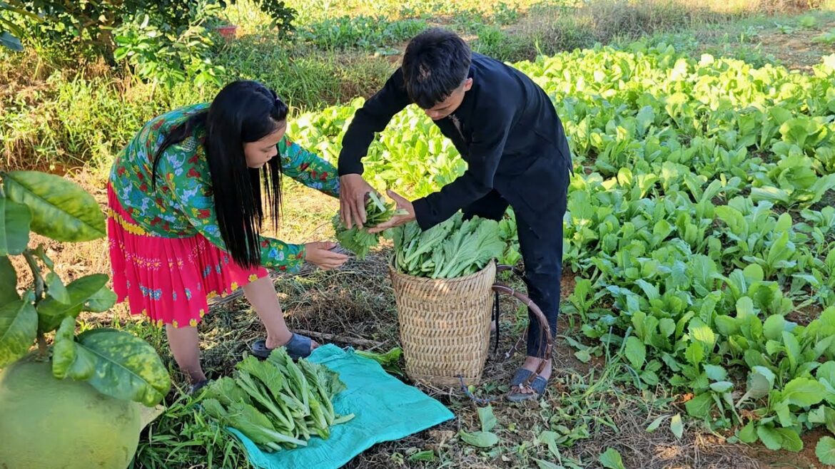 Pao and Grandpa’s Gardening Adventure: With the Girl Selling Fresh Agricultural Products |Sung A Pao Pao and Grandpa's Gardening Adventure: With the Girl Selling Fresh Agricultural Products |Sung A Pao