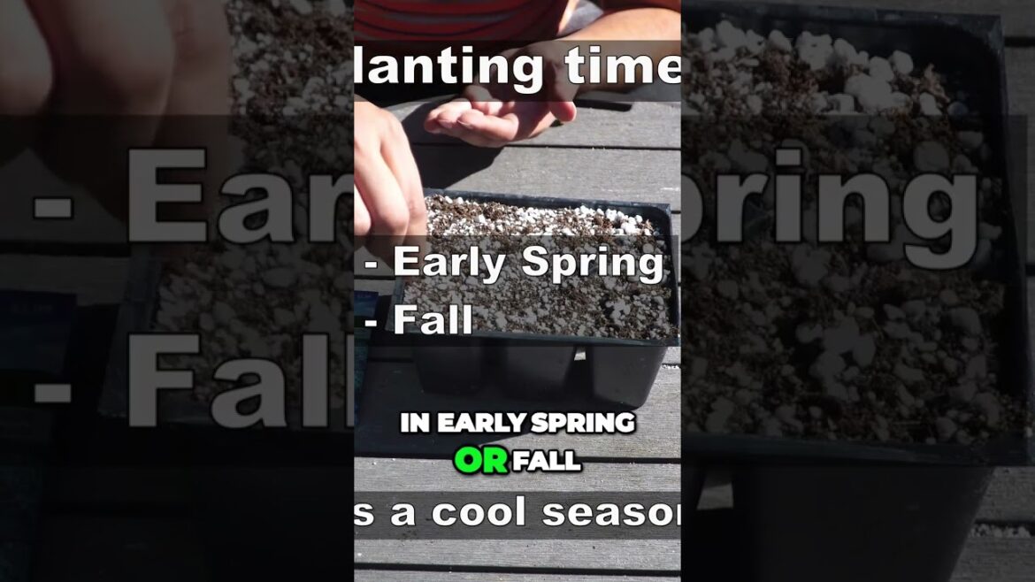 Mastering Kale Growth in Every Season | #Shorts