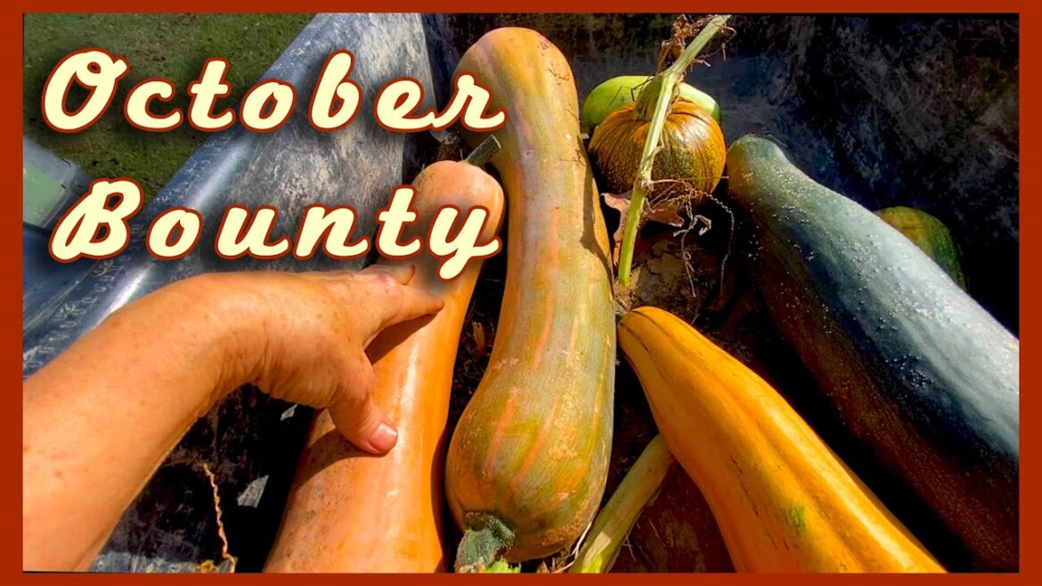 Can you BELIEVE these FLOWERS in October?? + another WHOPPER! Garden observations, Part 1!