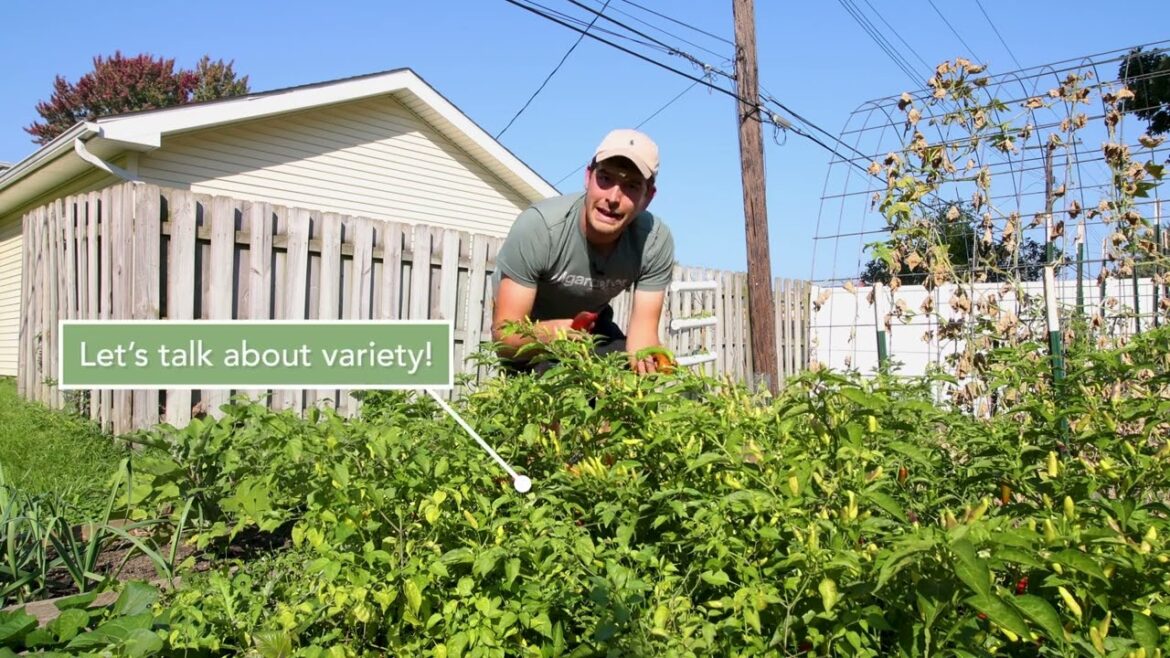 Amazing Fall Pepper Harvest From Our Backyard Grocery Store