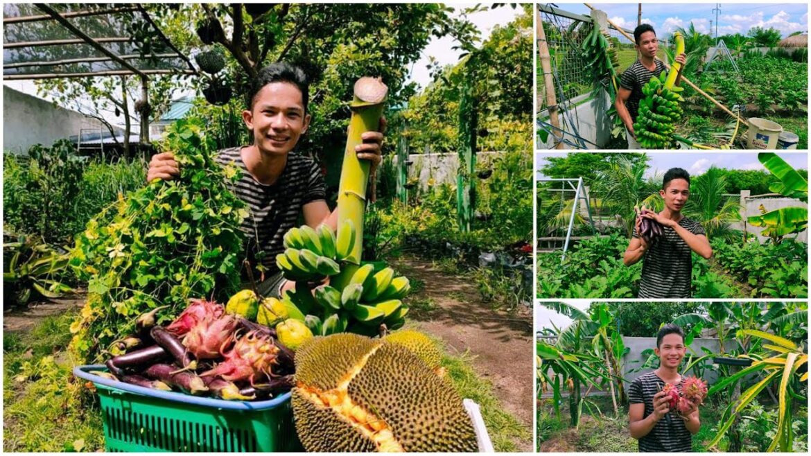 Backyard gardening 🍇🍓🍆🍌🍋