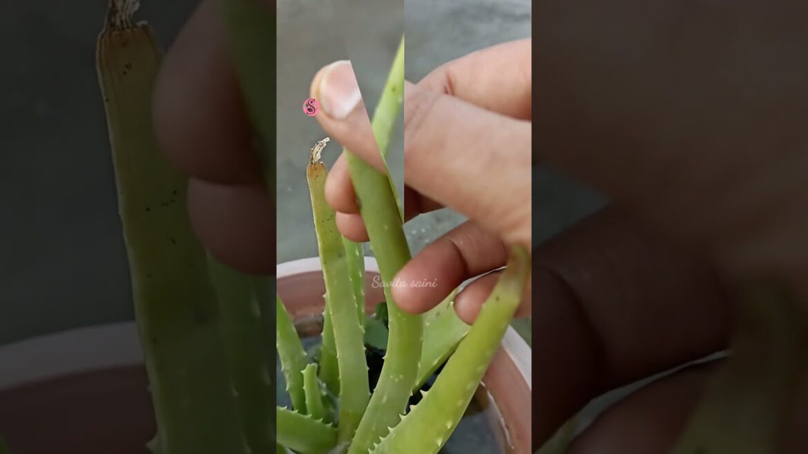 aloe vera plant care tips || #shortsfeed #ediblealoevera #shorts @savitasaini aloe vera plant care tips || #shortsfeed #ediblealoevera #shorts @savitasaini