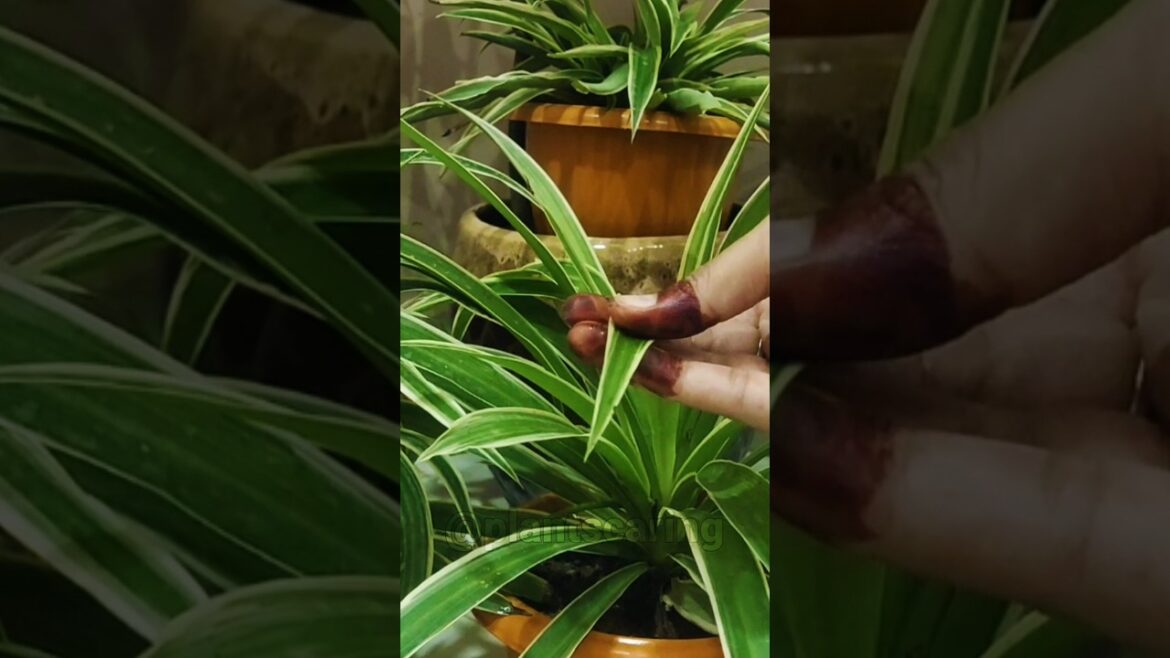 🌱 5 Best Indoor Plants for Beginners | 🌿 Gardening Tips | गार्डनिंग के लिये बेहतरीन पौधे 🍃 #viral 🌱 5 Best Indoor Plants for Beginners | 🌿 Gardening Tips | गार्डनिंग के लिये बेहतरीन पौधे 🍃 #viral