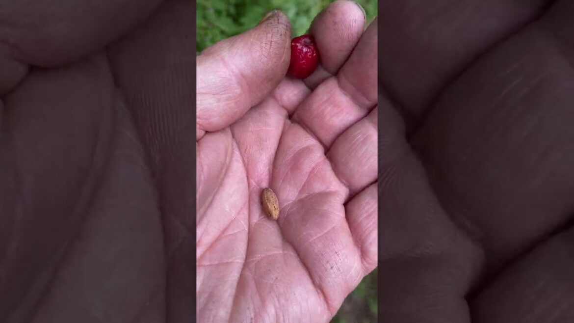 Cornelian Cherry #gardening #garden #herbal