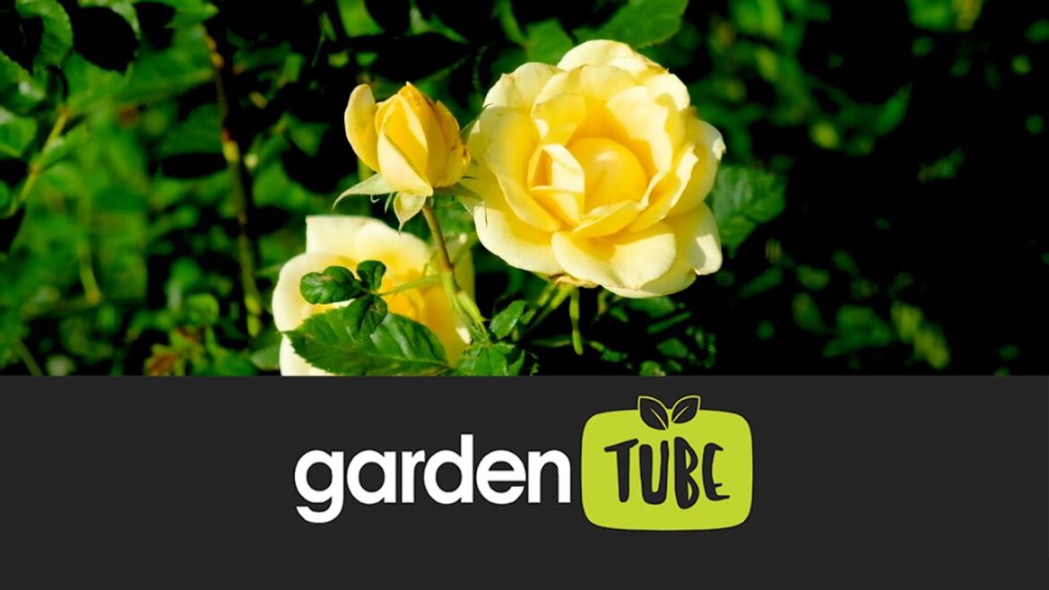 How Best To Take Care Of Your Roses How Best To Take Care Of Your Roses