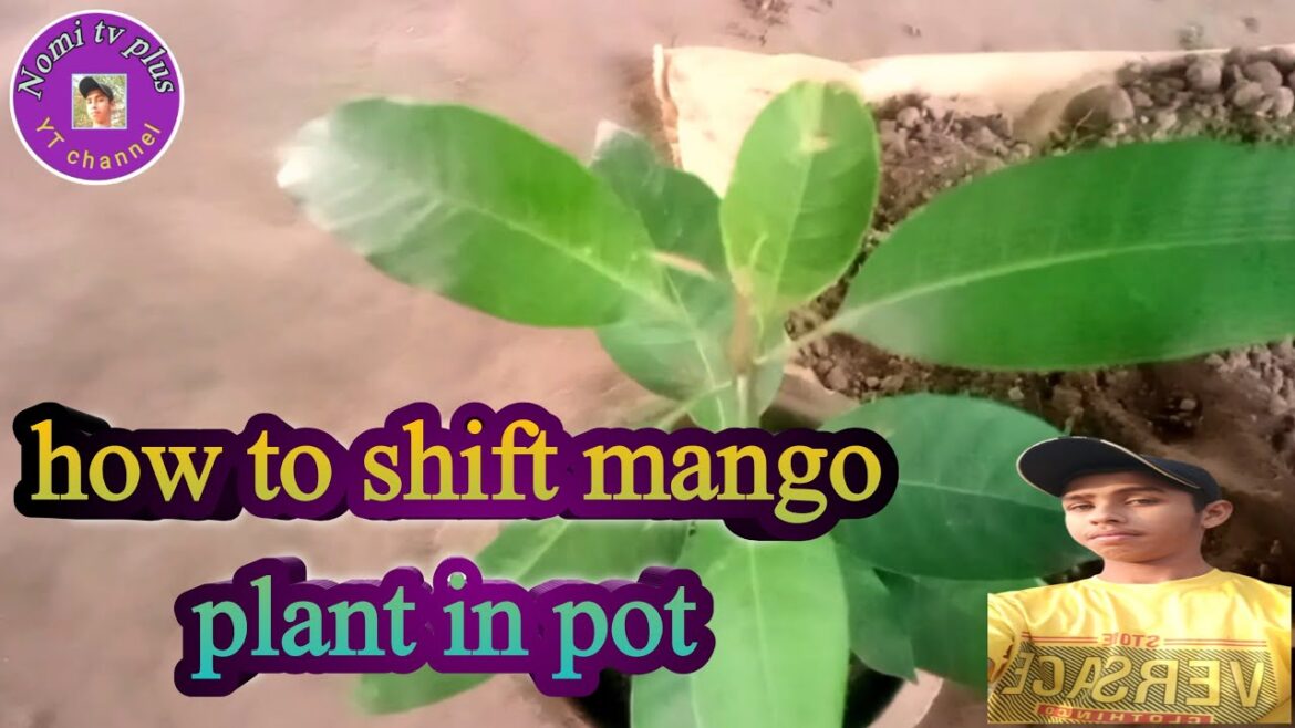 How to grow mango plant in pot||gardening ideas for home||Indoor growing.