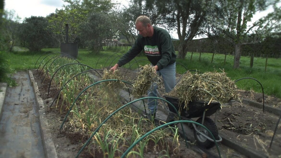 Feeding and Mulching Garlic and Strawberries