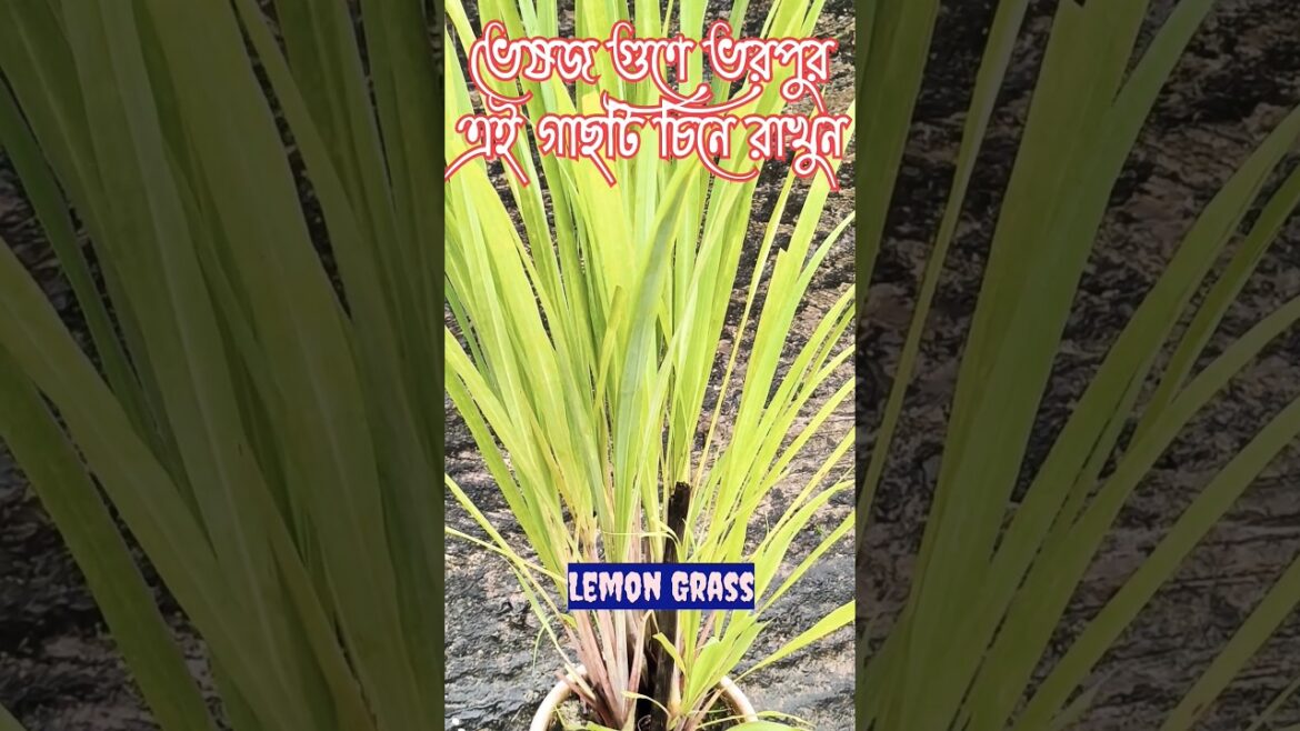 Benefits of Lemon Grass | #gardeningtips #gardeningvideos #gardeningshorts #shortsfeed