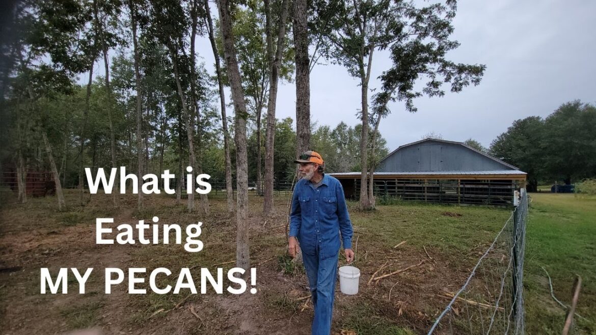 You Won’t Believe These Fall Container Garden ONIONS and CARROTS! You Won't Believe These Fall Container Garden ONIONS and CARROTS!