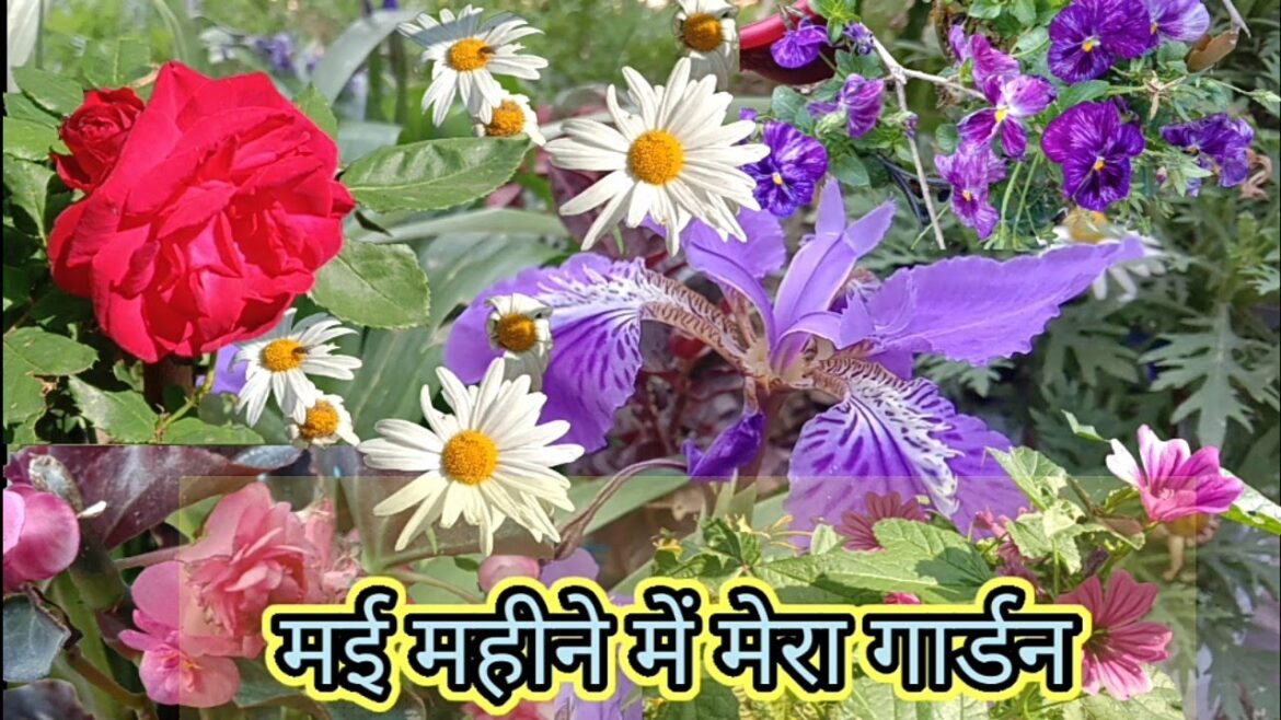 May Month Garden Tour || May,June flowers@Aaradhya garden tips