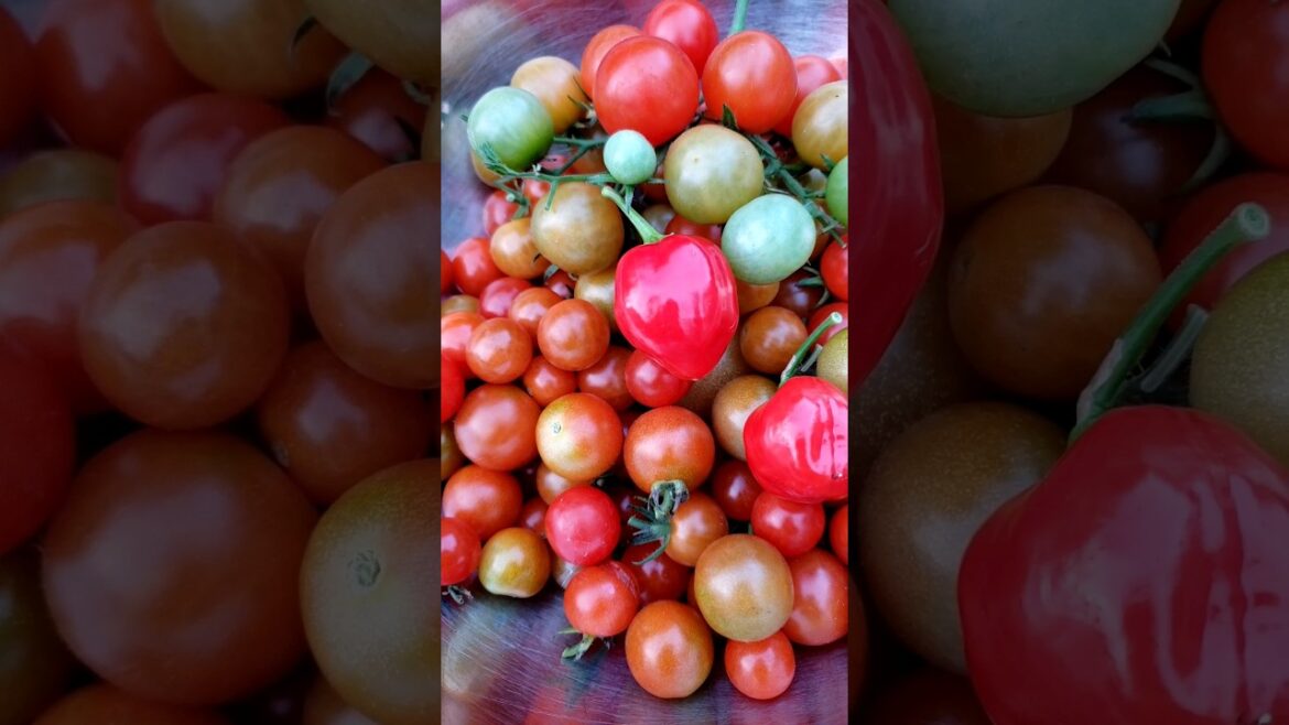 Vegetable Garden #harvesting #peppers #tomatoes #bottlegourd