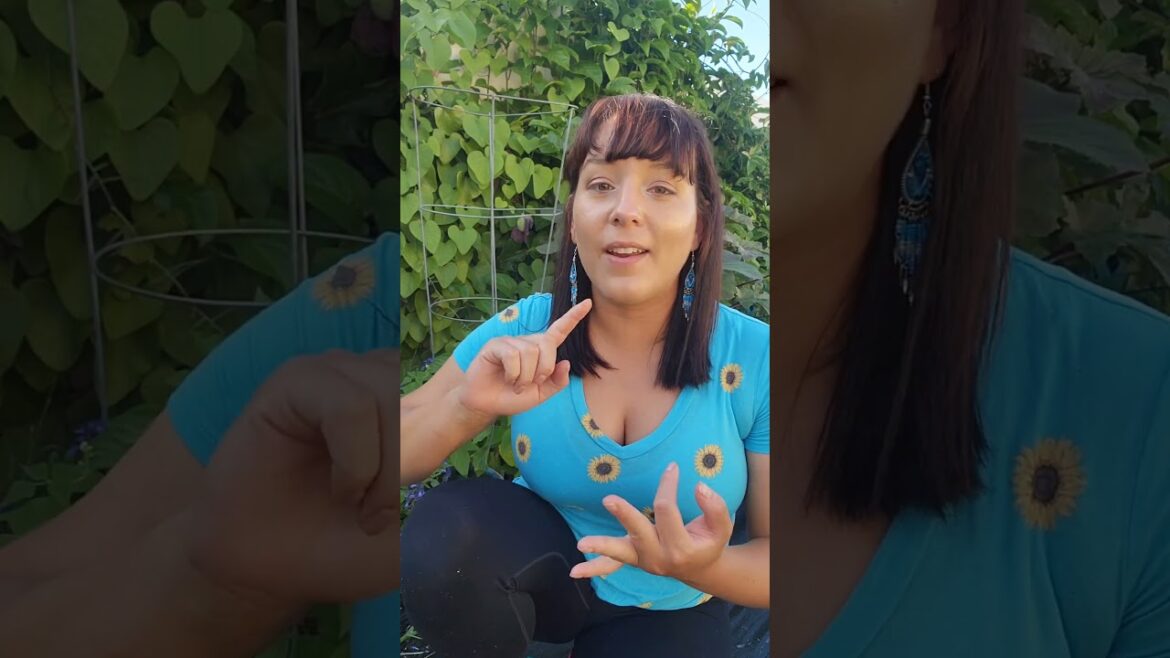 Live Garden Class TOMORROW Oct 15 // How to plant brassicas, onions, & garlic #garden #plants