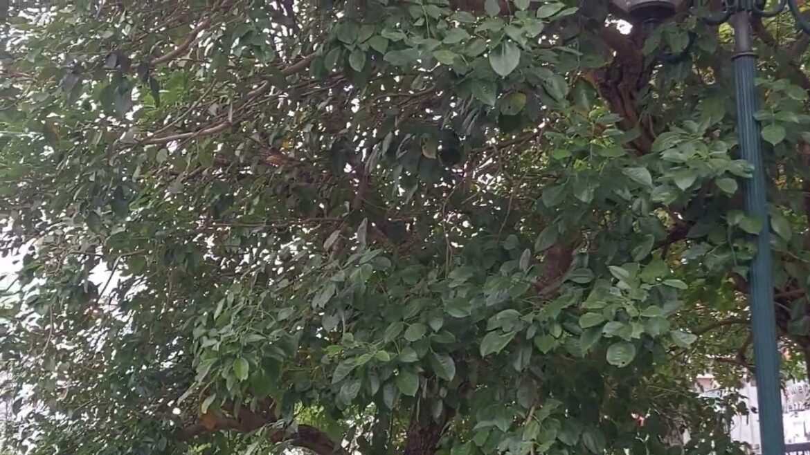 Vertical Gardening Innovations: Maximizing Space Cleanly