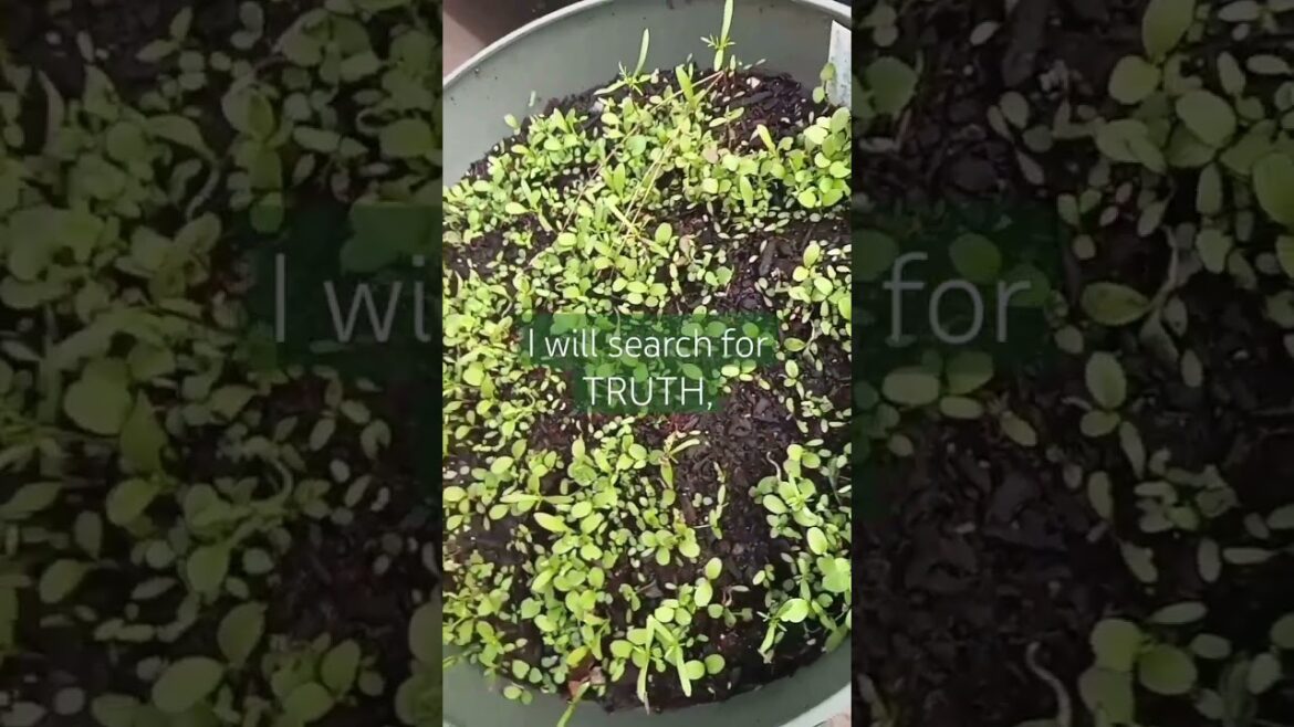 Gratitude & Gardening | Container Garden | Small Space Gardening